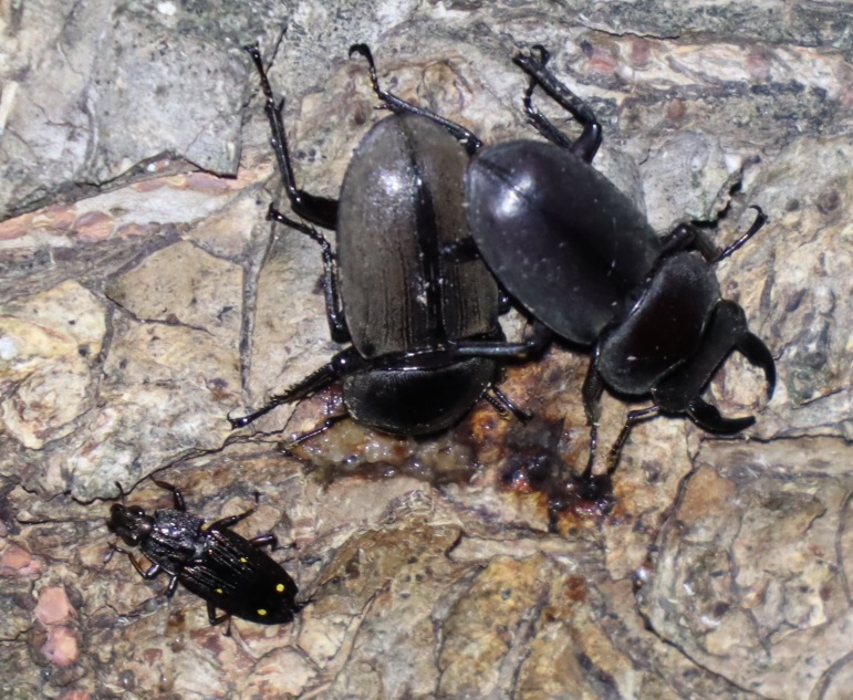 コクワガタのペア_くねくねしたヤナギ-ヤナギ林_2023年5月1日19時10分 気温17.5度